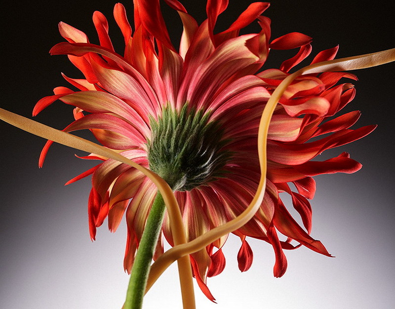 Axios: в США готовятся к скорой встрече Путина и Зеленского